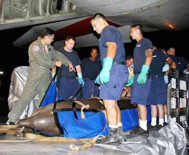 dolphin being transported