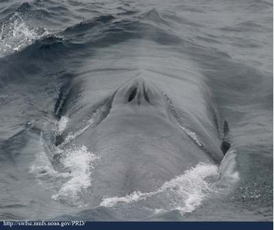 Blue whale at surface.    Image: Wikipedia Commons