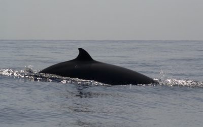 Beaked Whale (click for cruise blog home page)