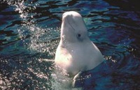 Beluga noaa