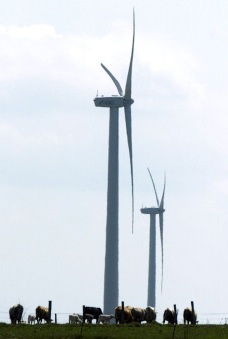 Windfarm and CowsWEB