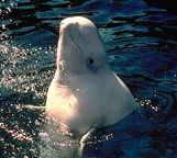 Beluga