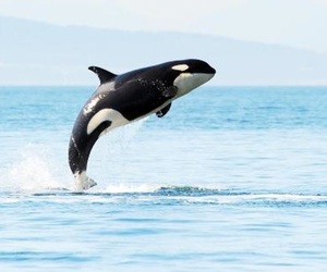 Orca