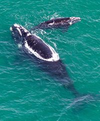 SoRightWhale mom calfWEB