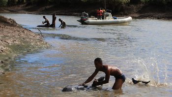 Madagascar whalesWEB