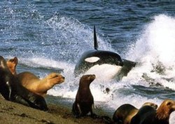 Orca attack seal near shoreWEB