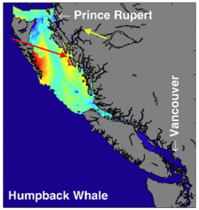 humpback opportunity