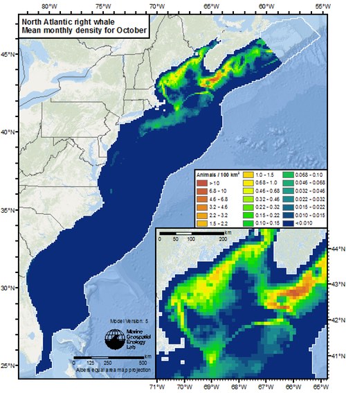 EC_North_Atlantic_right_whale_Oct WEB500