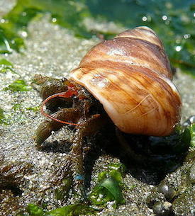 blue-banded_hermit_crab